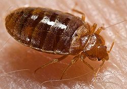 A close up image of a bedbug.